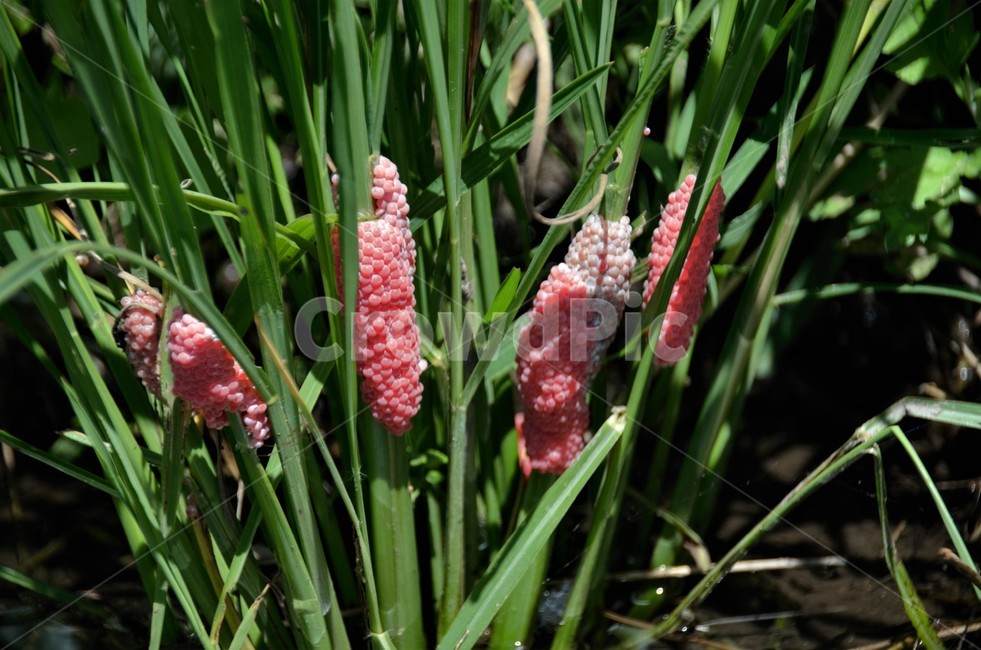 왕우렁이알,복족류,사과우렁잇과,연체동물,외래생물,식물,자연,plants,nature