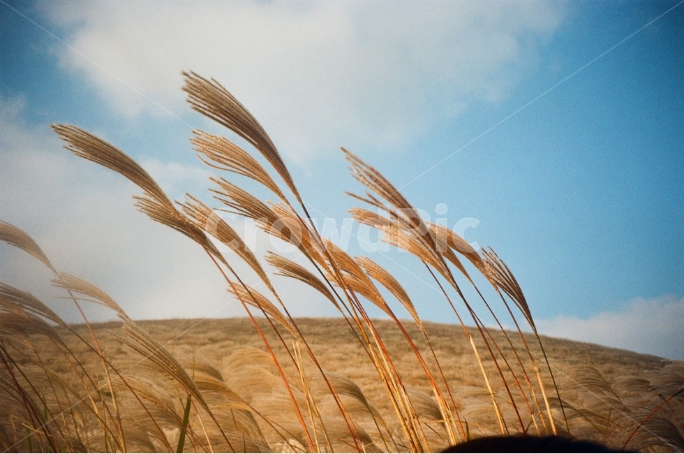 억새,오름,제주오름,하늘,구름,새별오름,제주풍경,바람,가을,가을,계절,fall,autumn,season,자연,풍경,nature,landscape,grass,잔디,plant,식물,animal,동물,bird,새