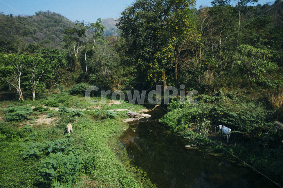 태국,장소,숲,자연,나무,자연,풍경,nature,landscape,해외,외국,세계,foreign,oversea,world,세계자연풍경,해외자연풍경,외국자연풍경,world nature landscape,water,물,outdoors,옥외,land,땅