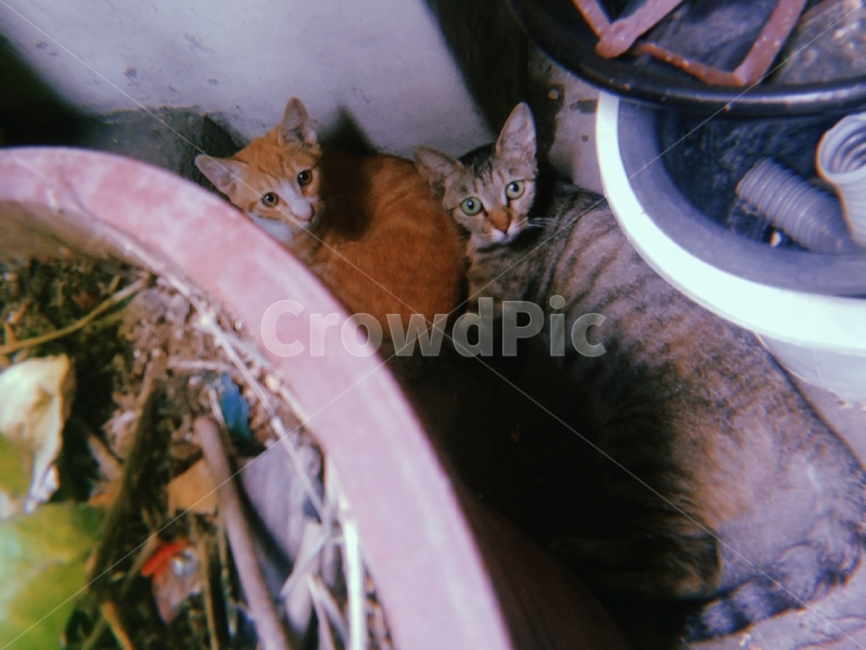 고양이,길고양이,길냥이,길,동물,새끼