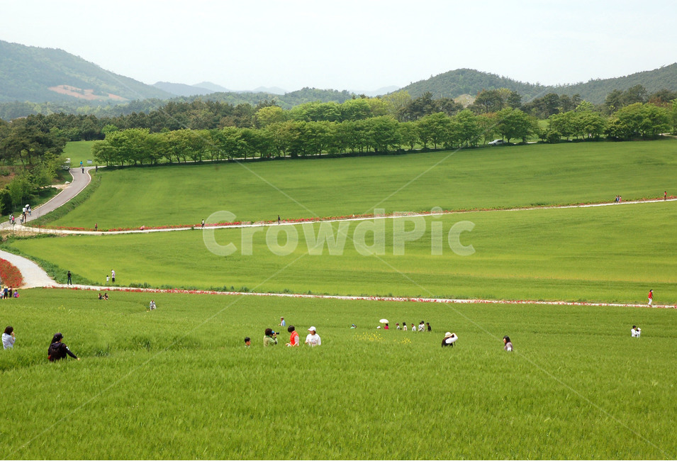 들판,초원,보리,청보리축제,자연,바람,픙경,barle,grassla,자연,풍경,nature,landscape,한국자연풍경,한국자연경관,korea nature landscape,field,들,outdoors,옥외,grassland,목초지,human,인간,person,사람