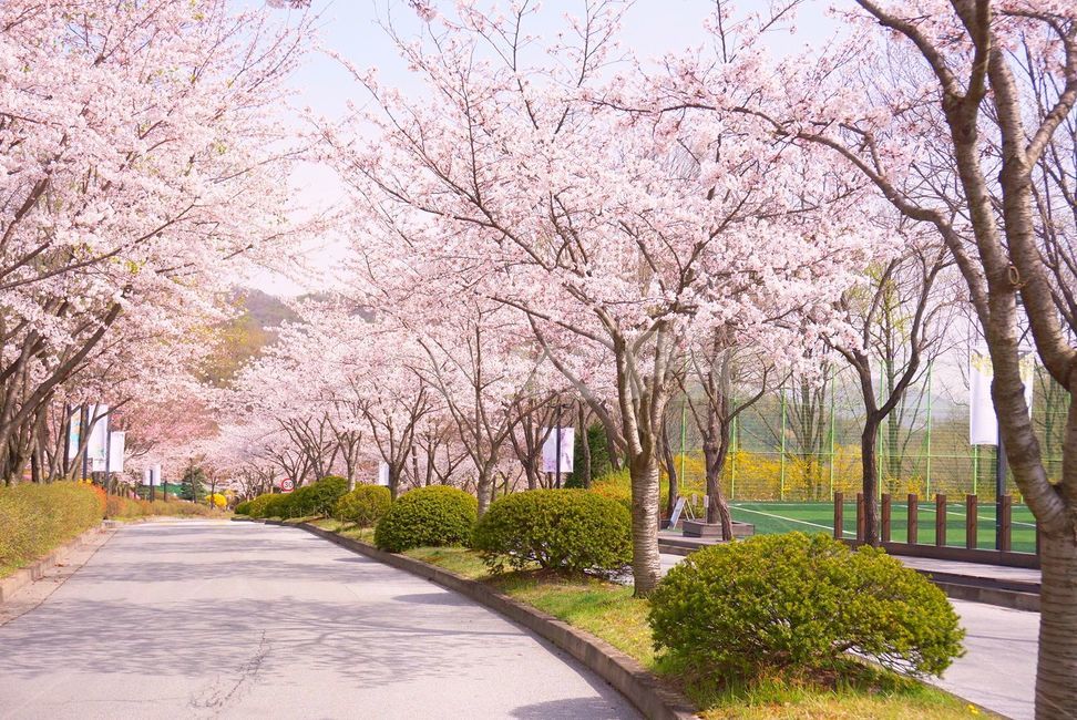 벚꽃,꽃,flower,blossom,봄,spring,plant,식물,식물,자연,plants,nature,꽃,flower,나무,trees,wood