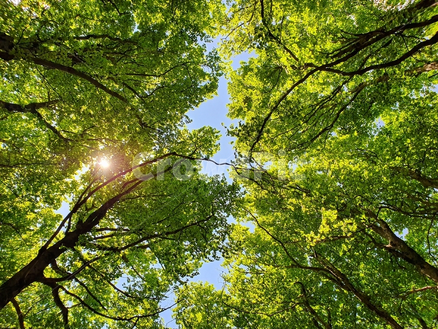 까미노,산티아고,순례자의길,머리위,햇살,나무,camino,santiago,caminodesantiago,pilgrim,above,sunshine,tree