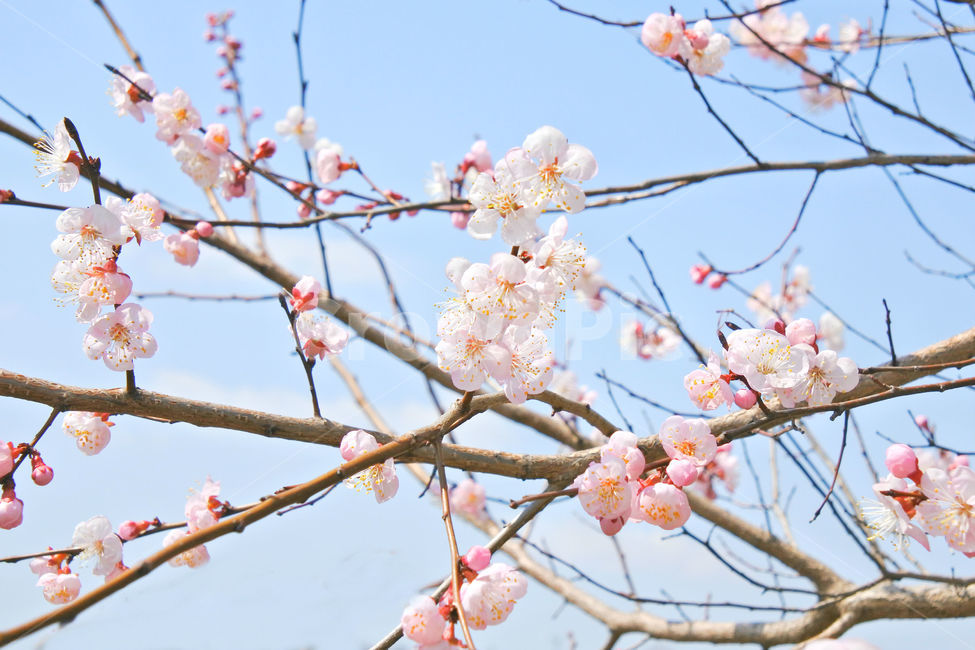 봄,꽃,감성사진,살구,살구꽃,연분홍,분홍,색감,자연,sky,pink,flower,봄,계절,spring,season,식물,자연,plants,nature,꽃,flower,plant,blossom