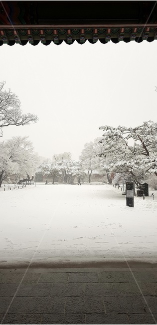 첫눈,창덕궁,고궁설경,돈화문,firstsnow,changdeokgung,겨울,계절,winter,season,자연,풍경,nature,landscape,outdoors,옥외,snow,눈,blizzard,눈보라,storm,폭풍