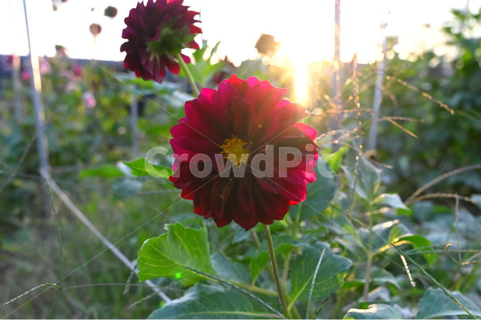 빛,식물,plant,light,flower,식물,자연,plants,nature,꽃,flower