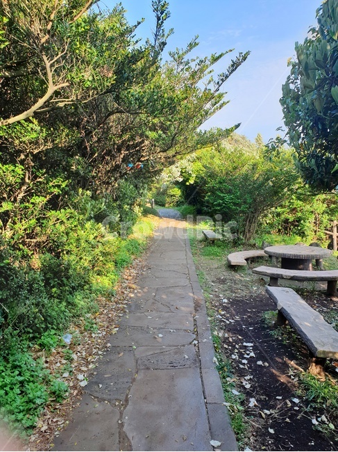 자연,풍경,제주도,나무,하늘,판석,통로,path,flagstone,길,공원,숲,제주,nature,tree,sky,jeju,forest,배경,한국,park