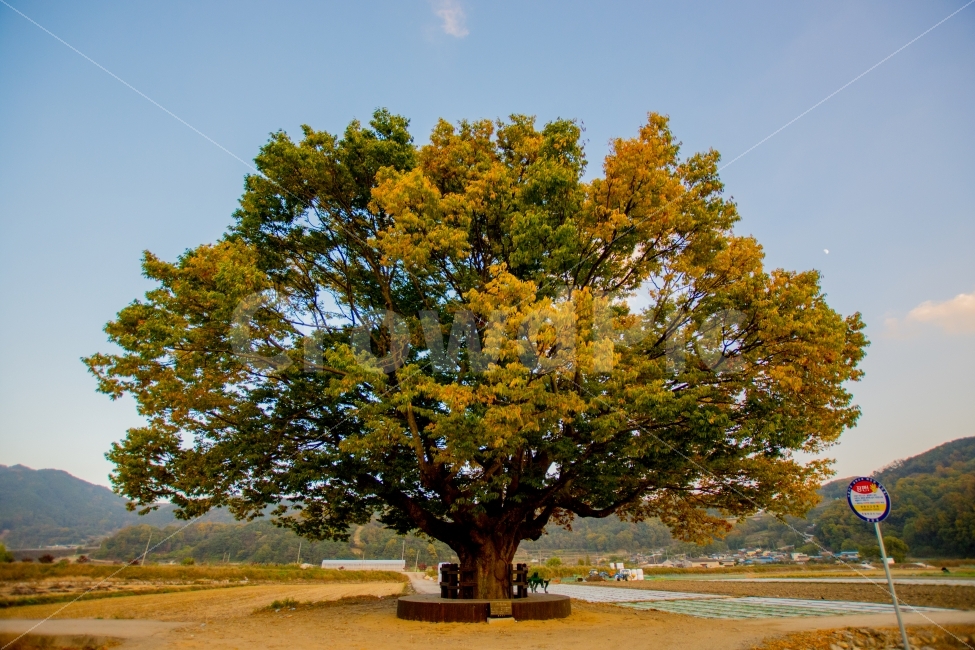 합천,왕따나무,가을,단풍,풍경,가을,계절,fall,autumn,season,시골,마을,풍경,landscape,country,rural,town,식물,자연,plants,nature,나무,trees,wood,tree,plant,tree trunk,나무 줄기
