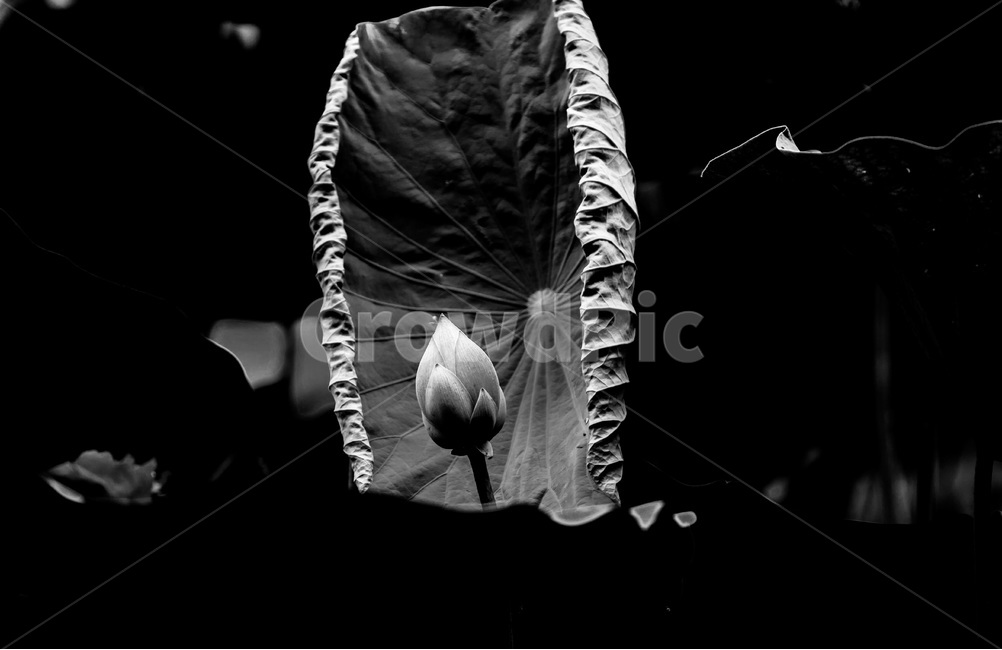 연꽃봉오리,연잎,문양,무늬,패턴,식물,자연,plants,nature,꽃,flower,흑백,모노톤,monochrome,black and white