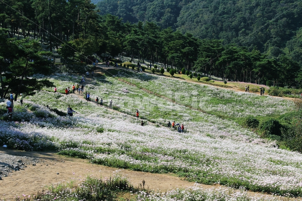 구절초축제,구절초,가을,꽃,정읍,전북,사람들,흰색,백그라운드,배경그림,배경사진,축제,fal,lsiberianchrysanthemum