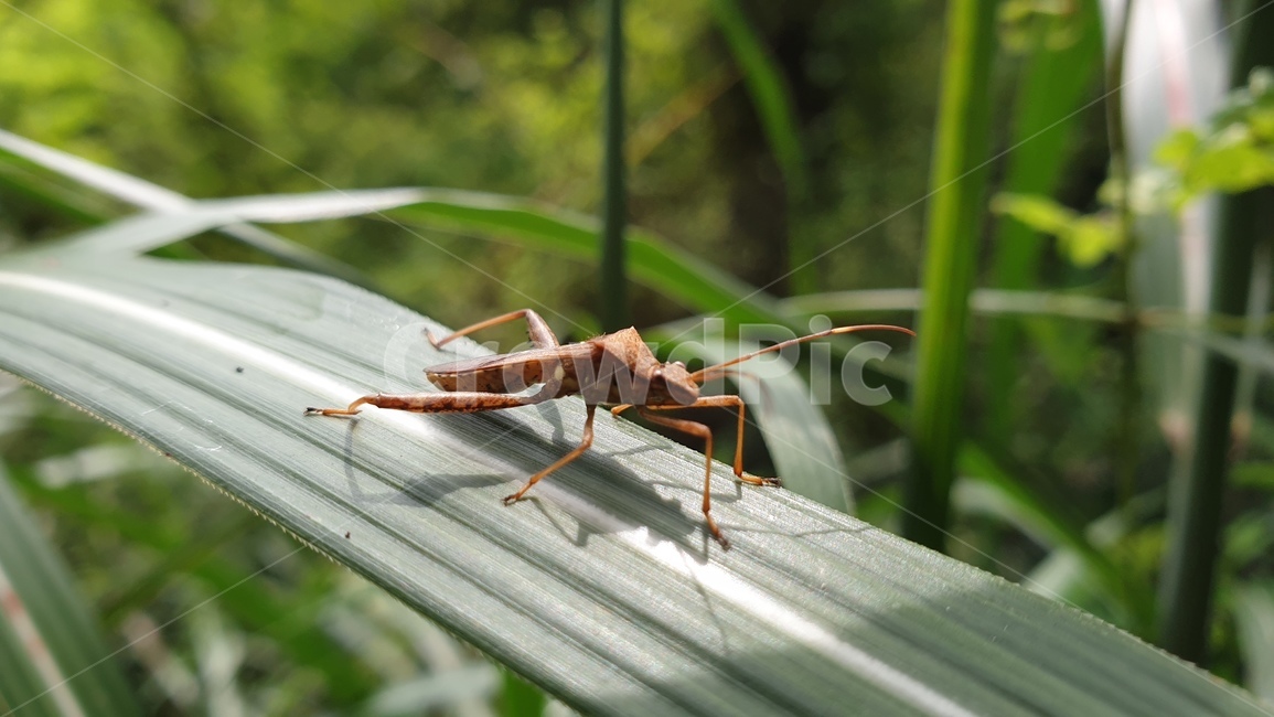 노린재,곤충,풀벌레,먹이사슬,벌레,곤충,벌레,insect,bug