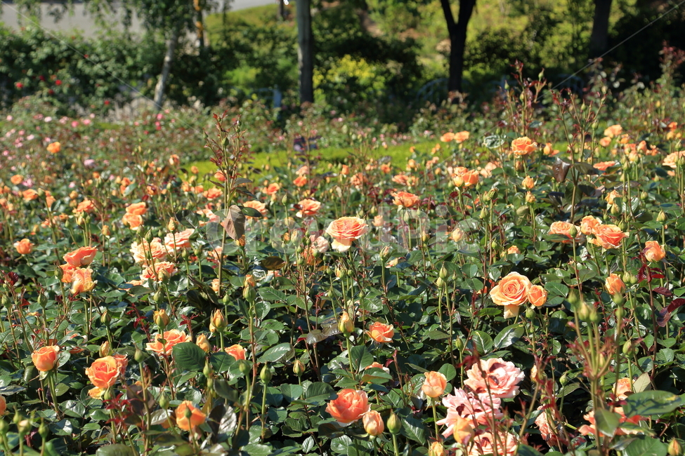 장미,장미꽃,장미정원,rose,flower,분홍장미,빨간장미,5월,6월