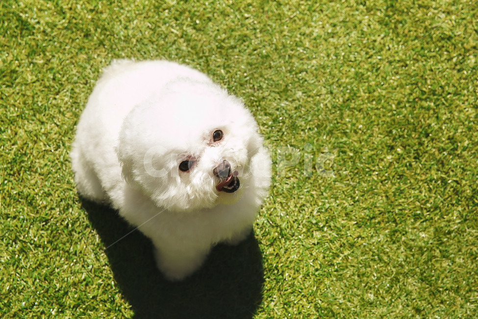 dog,개,animal,동물,pet,애완동물,푸들,토이푸들,반려견,동물,animal,포유류,mammal,개,강아지,dog,doggy
