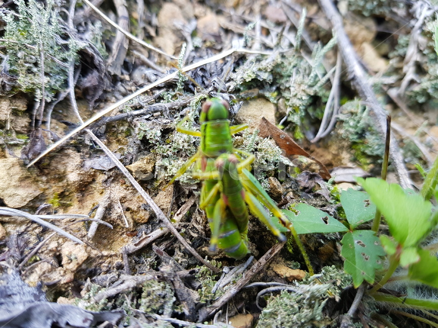곤충,insect,메뚜기,animal,동물,무척추동물,invertebrate,곤충,벌레,insect,bug