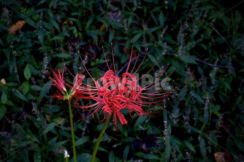 꽃,flower,꽃무릇,9월,가을,식물,자연,plants,nature,꽃,flower