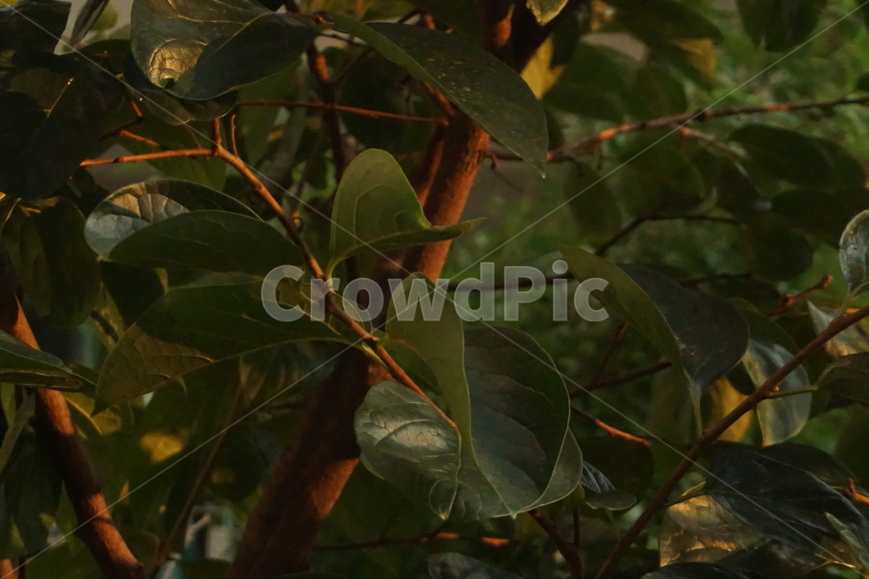 배경화면,자연,나뭇잎,자연배경화면,초록잎,green,plant