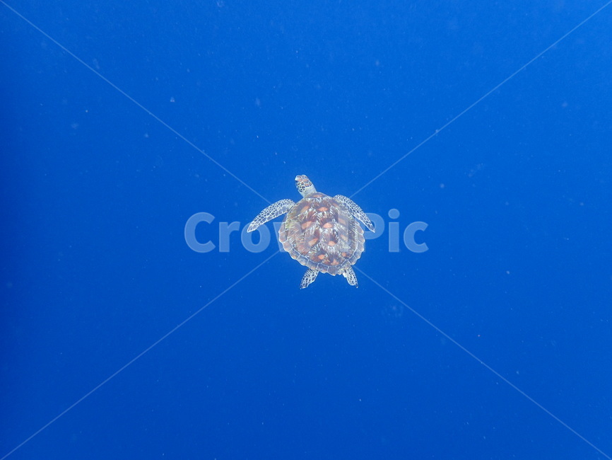바다,거북이,세부,파란색,바다거북,동물,animal,파충류,양서류,reptile,amphibian