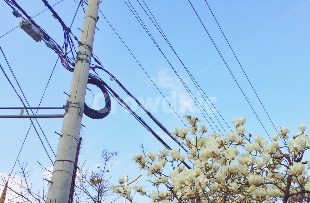 utilitypole,전신주,cable,케이블,목련,magnolia,꽃,하늘,sky,flower,봄,spring