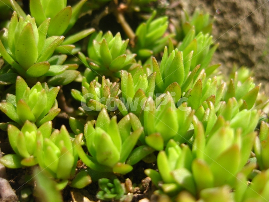 나물,돌나물,돈나물,녹색,식물,봄,양지,새순,자연,생태,식물,자연,plants,nature