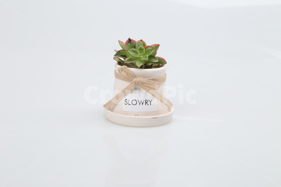 스타일,꽃,플라워,다육이,선인장,식물,자연,plants,nature,실내용화초,화분,화초,house plant,누끼,remove background