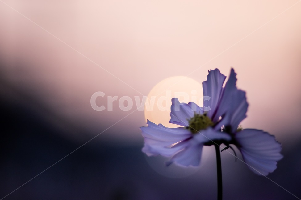 꽃,식물,코스모스,flower,plant,cosmos,일출,매직아워,sunset,magichour,가을,fall,식물,자연,plants,nature,꽃,flower