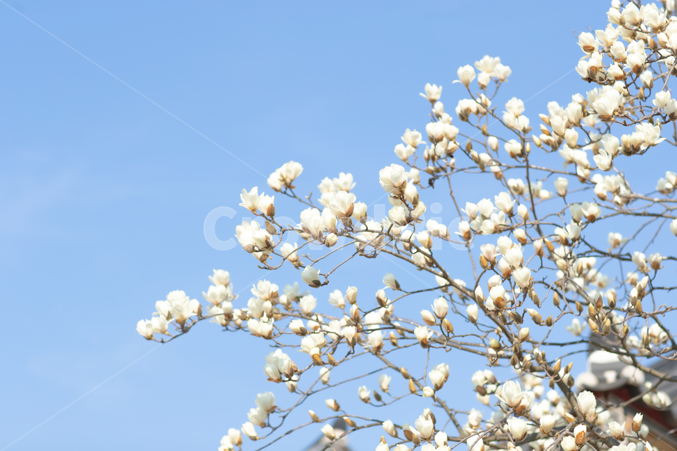 목련꽃,목련,봄,plant,식물,magnolia