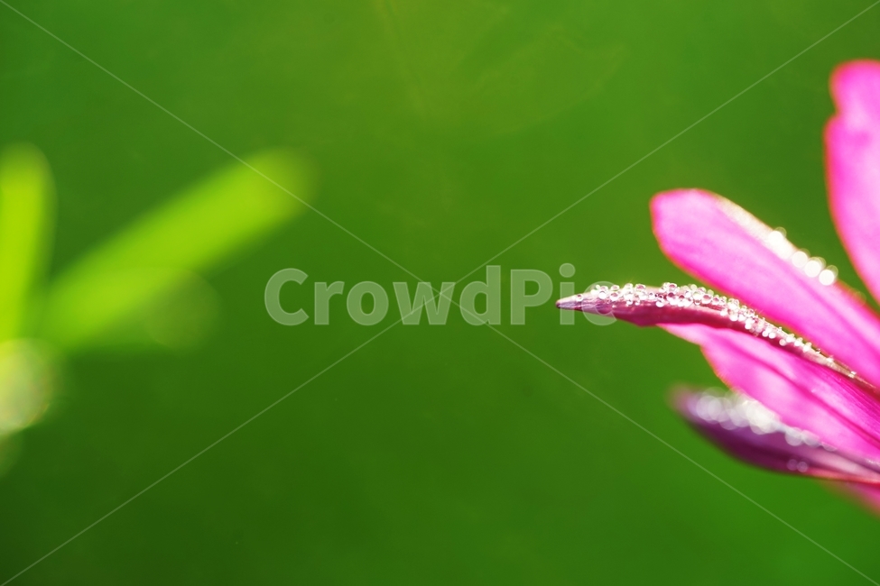 코스모스,꽃,식물,아침이슬,가을,식물,자연,plants,nature,꽃,flower