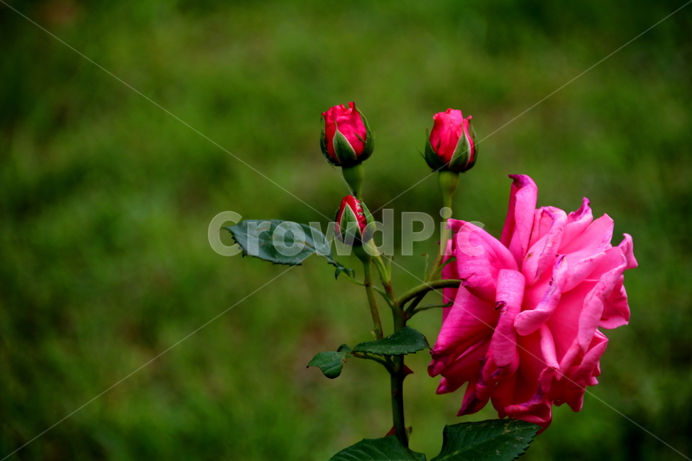 봄,식물,장미,자연,꽃,식물,자연,plants,nature,꽃,flower