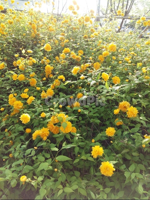 황매화,봄,노랑,낮,풍경,꽃,식물,자연,plants,nature,꽃,flower