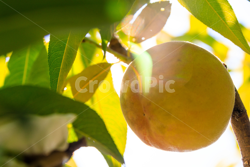 복숭아,과수원,식품,과일,수확,가을,익은,농업,과일,열매,fruit