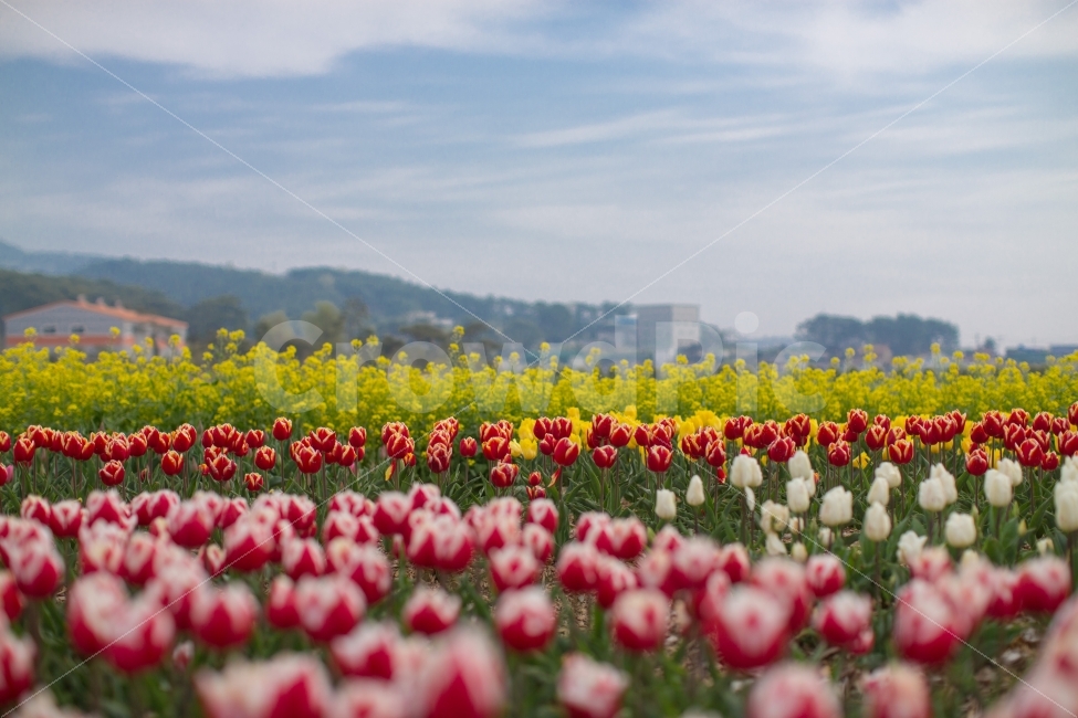 튤립,꽃밭,꽃,컬러풀,풍경,화단,나들이,소풍,자연,풍경,nature,landscape,봄,계절,spring,season,식물,plants,꽃,flower,plant