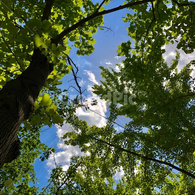 나무,하늘,구름,맑음,자연,자연,풍경,nature,landscape,tree,plant,식물,tree trunk,나무 줄기