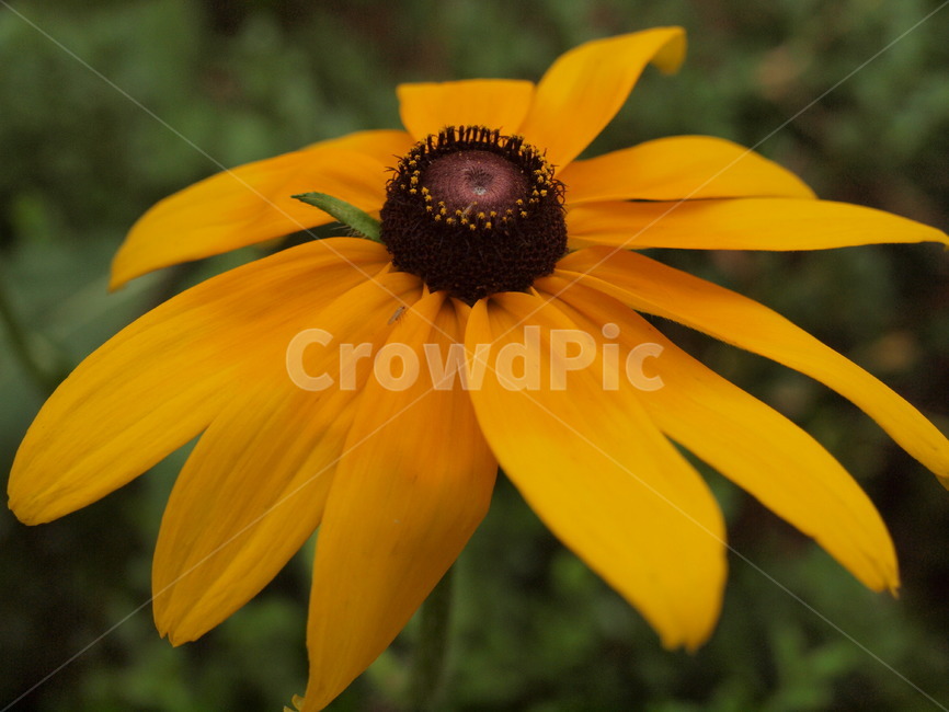 pollen,화분,plant,식물,꽃,flower,식물,자연,plants,nature,꽃,flower