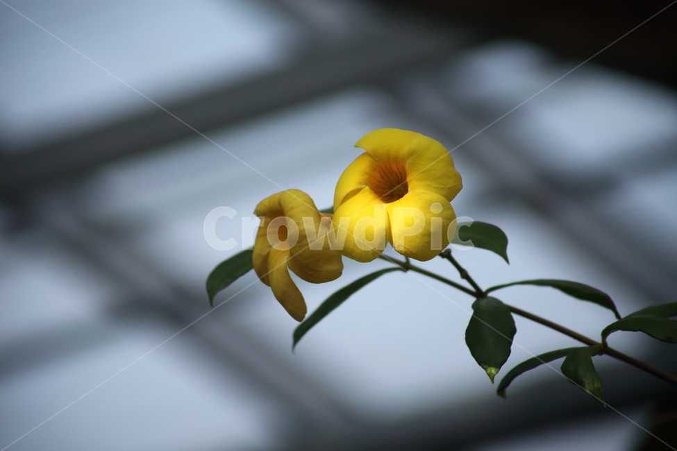 알라만다,꽃,식물,협죽도과,allamanda,식물,자연,plants,nature,꽃,flower