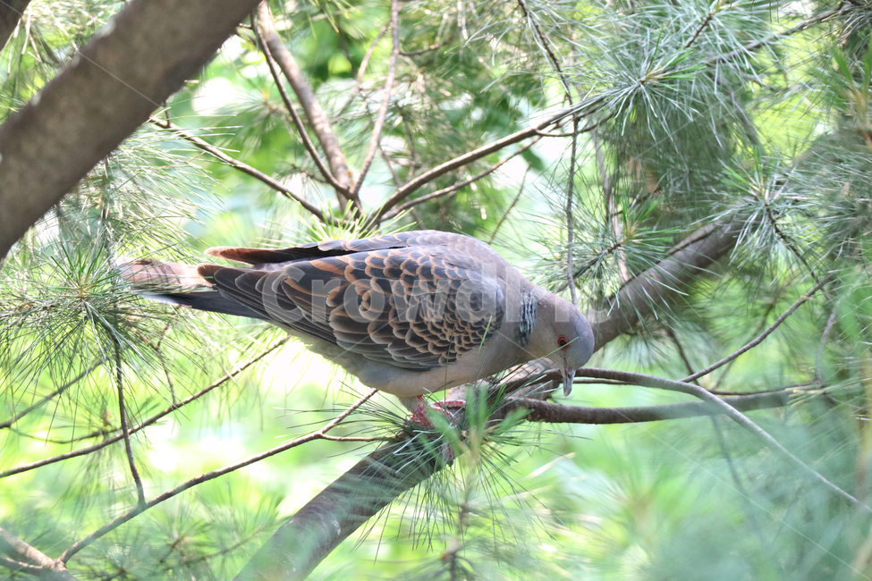 pigeon,forest,bird,eastern ringdove,tree,animal,Birds,wild animals,branch,turtle dove