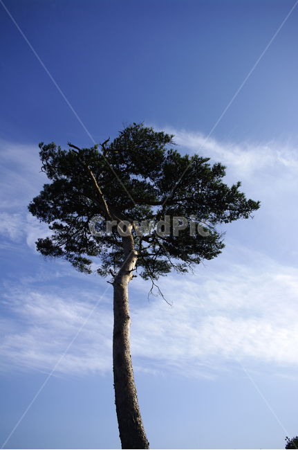 나무,식물,plant,하늘,소나무,식물,자연,plants,nature,나무,trees,wood