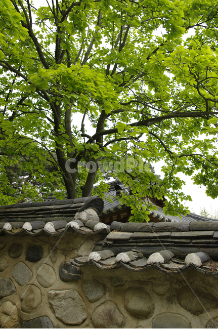 기와지붕,담장,나무,기와,식물,한국전통,한국문화,korean traditional,korean culture,건축물,건물외관,exterior,building,structure,architecture,construction