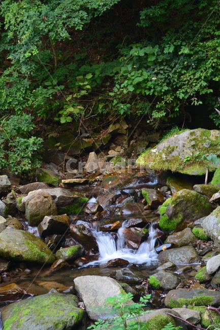 계곡,이끼계곡,자연,산,숲속,자연,풍경,nature,landscape,water,물,outdoors,옥외,stream,흐름,creek,작은 만