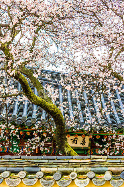 벚꽃,고궁,기와,문화유산,담장,봄,봄,계절,spring,season,한국전통,한국문화,korean traditional,korean culture,식물,자연,plants,nature,나무,trees,wood,건축물,건물외관,exterior,building,structure,architecture,construction