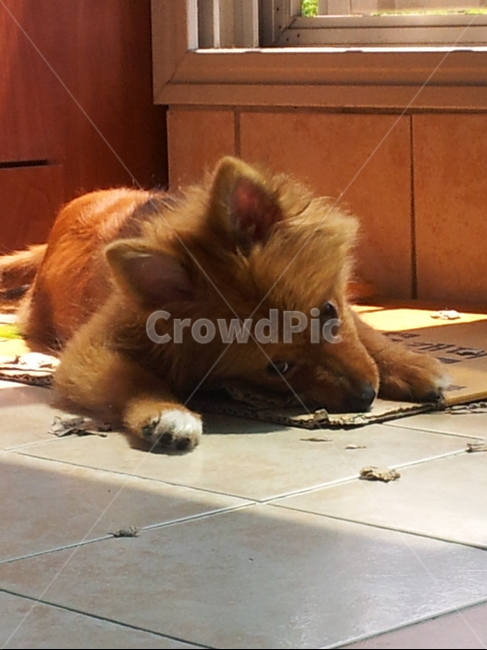 포메라니안,갈색,dog,pomeranian,box,박스,개,흰색,동물,animal,포유류,mammal,개,강아지,dog,doggy