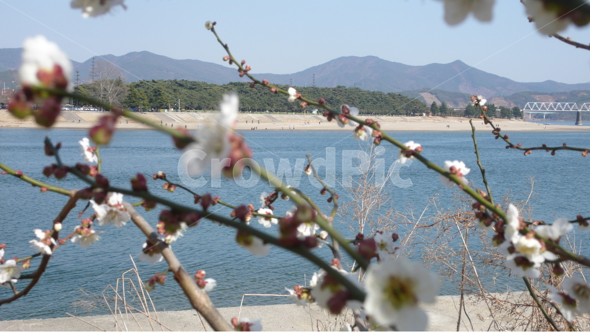 섬진강,매화,매화축제,봄,강,꽃,자연,봄,계절,spring,season,자연,풍경,nature,landscape,한국자연풍경,한국자연경관,korea nature landscape,식물,plants,꽃,flower,plant