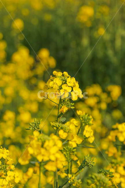 꽃,flower,자연,식물,blossom
