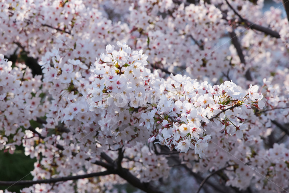 꽃,벚꽃,분홍색,벚꽃나무,식물,plant,flower,blossom,봄,따뜻한,꽃잎,4월,가지,나무,사쿠라,예쁜,아름다운,행복,기념,향기,냄새,내음