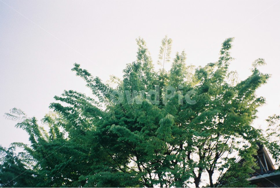 tree,나무,plant,식물,conifer,구과식물,아비,fir,전나무,자연,필름카메라,필름,하늘,조화,봄,나무,trees,wood