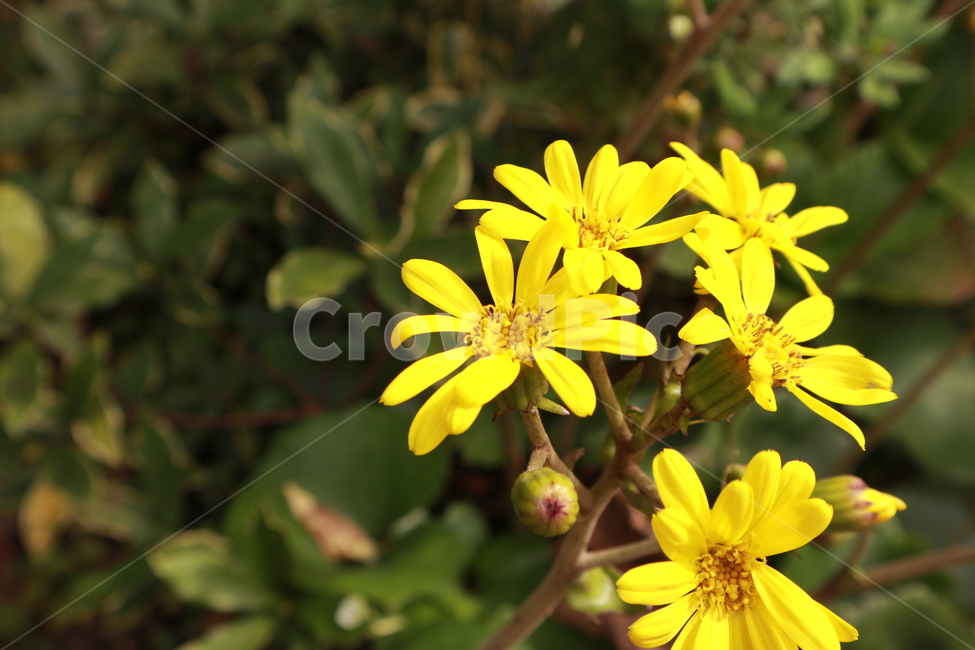 들꽃,봄,노란색,식물,풀,자연,spring,flower