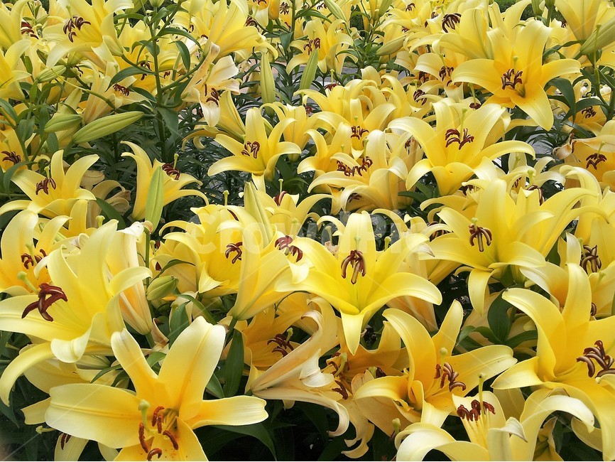 꽃,자연,봄,정원,신비,아름다움,식물,자연,plants,nature,꽃,flower