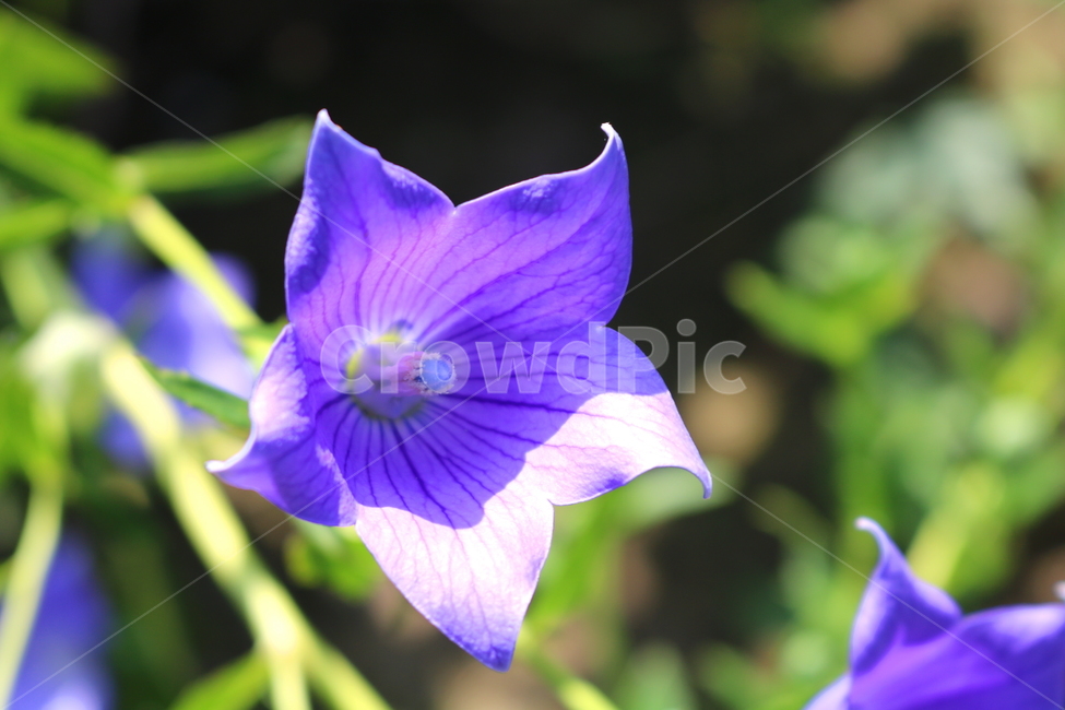 꽃,도라지꽃,도라지,식물,야생화,보라색꽃,자연,들꽃,식물,자연,plants,nature,꽃,flower