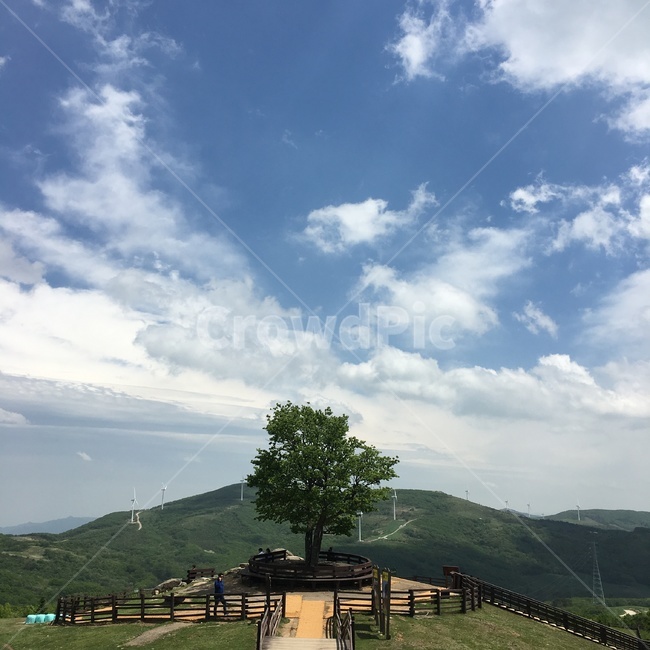 나무,구름,하늘,양떼목장,배경