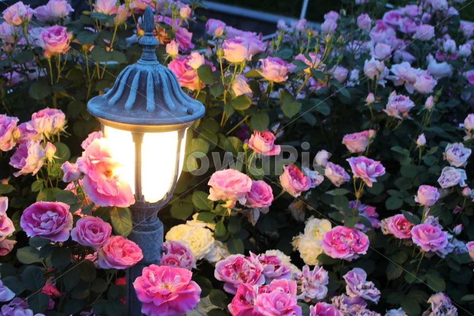 장미배경,장미축제,장미꽃,분홍장미,장미공원,기념일꽃,자연,rose,plant,식물,folwer,blossom,꽃,식물,자연,plants,nature,꽃,flower