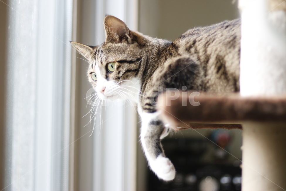 동물,고양이,반려동물,애완동물,반려묘,cat,pet,animal,kitten,길고양이,집사,코리안숏헤어,코숏,동물,animal,고양이,cat,kitten,kitty